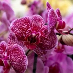 co-delate-spatne-se-svou-orchideji-zahradnik-jmenuje-6-chyb.webp.webp
